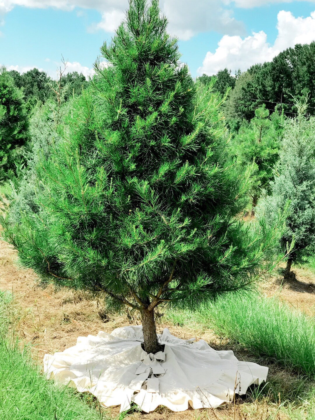 Ruffled natural tree skirt circling a pine trunk, bow ties at the front, rows of trees behind