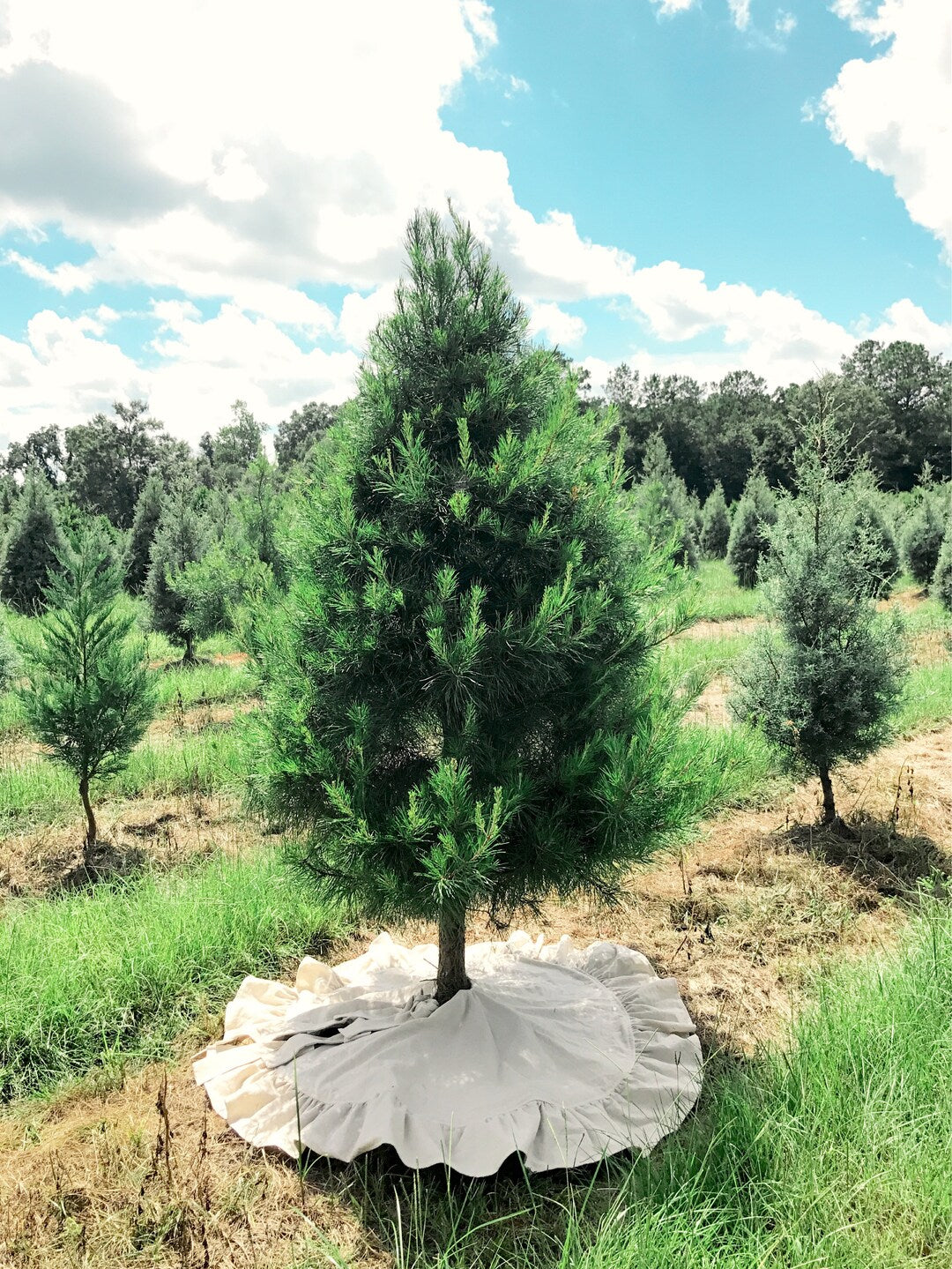 Wide view of a pine in a tree farm field with the natural ruffle tree skirt laid flat beneath it