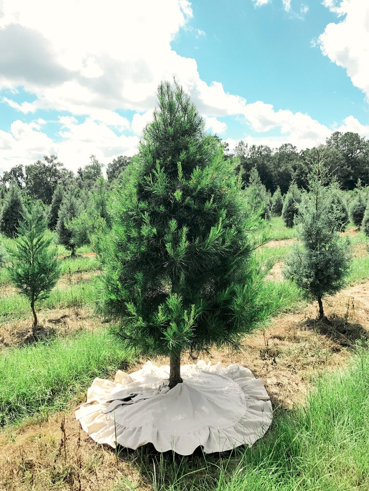 Wide view of a pine in a tree farm field with the natural ruffle tree skirt laid flat beneath it