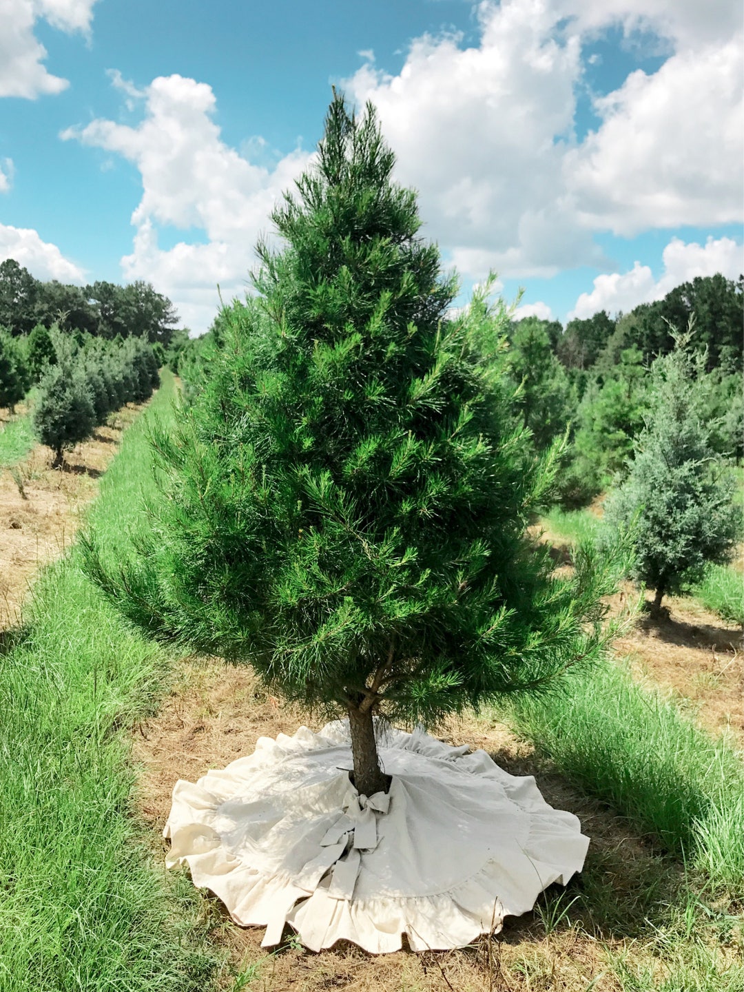 Natural cotton ruffle tree skirt under a young pine on a Christmas tree farm, blue sky and clouds behind