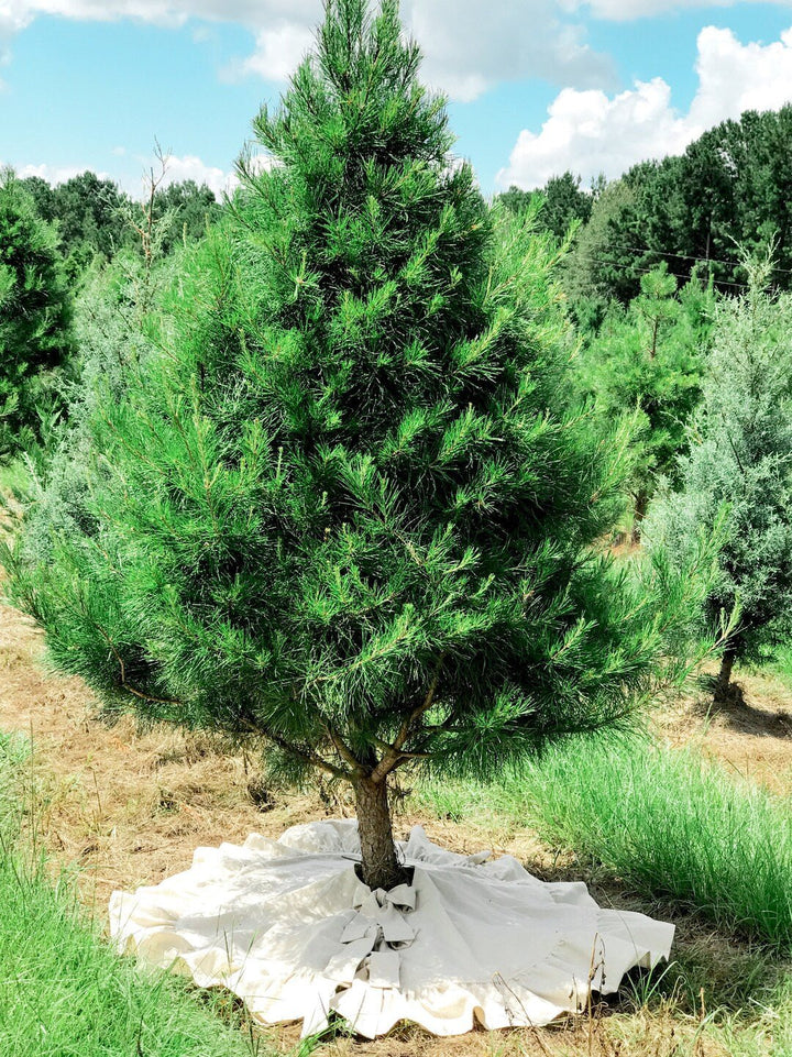 Ruffled natural tree skirt circling a pine trunk, bow ties at the front, rows of trees behind