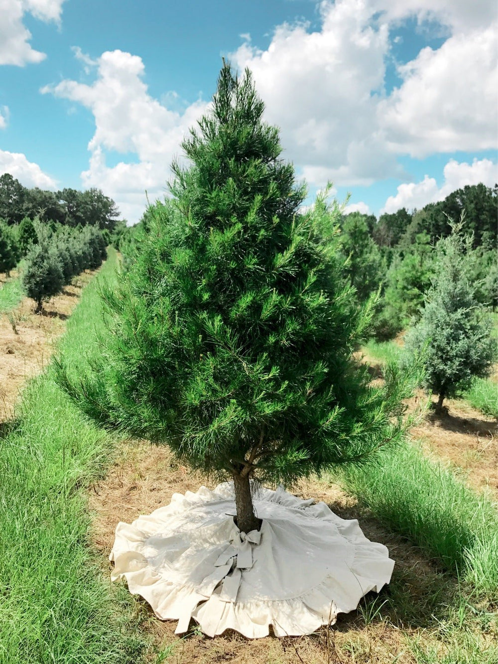 Natural cotton ruffle tree skirt under a young pine on a Christmas tree farm, blue sky and clouds behind