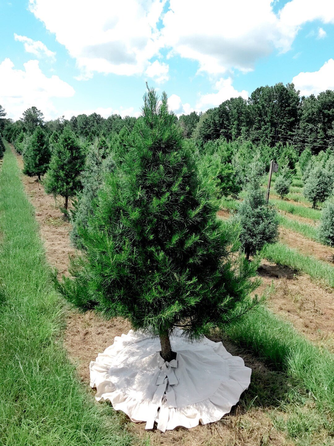 Tall pine in a tree farm row with the natural ruffled skirt and bow ties at its base